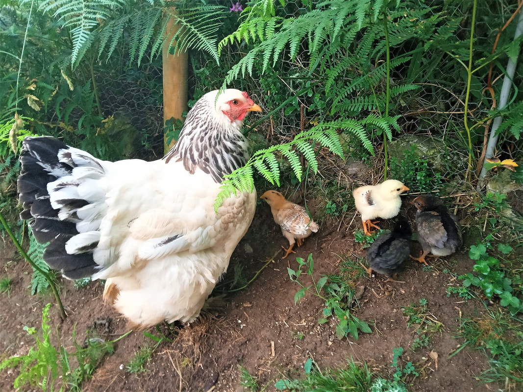 6 week old Buff Brahma. Rooster or Pullet? Praying for Pullet